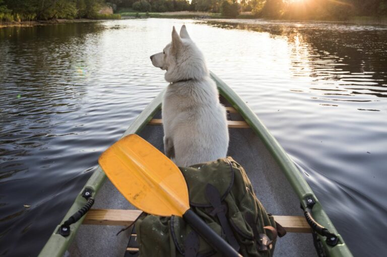 Canoagem - Esportes para cães