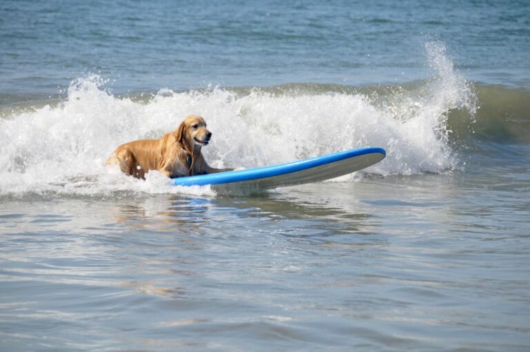 Surf - Esportes para cães