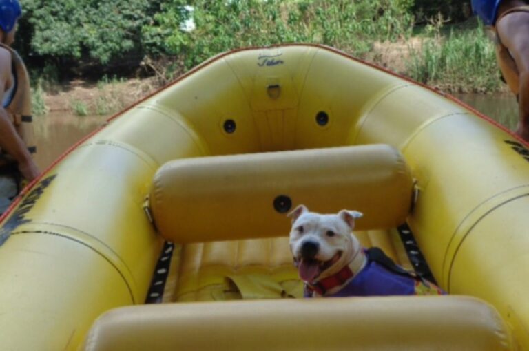 Rafting - Esportes para cães