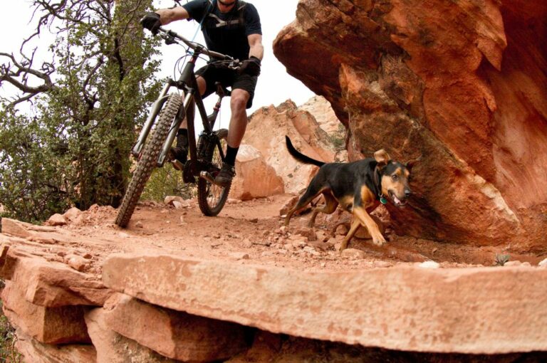 Mountain bike - Esportes para cães