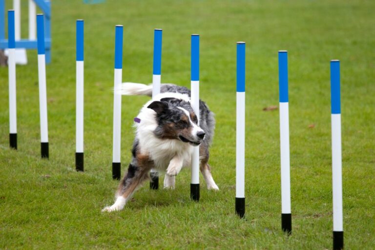 Agility - Esportes para cães