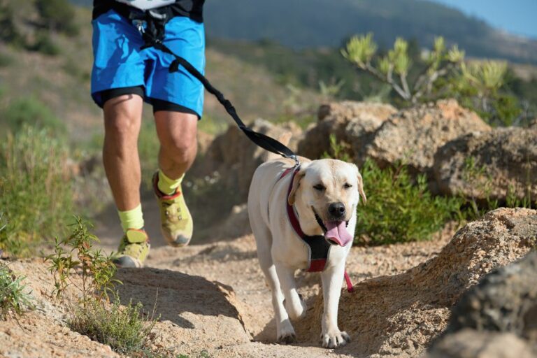 Canicross - Esportes para cães