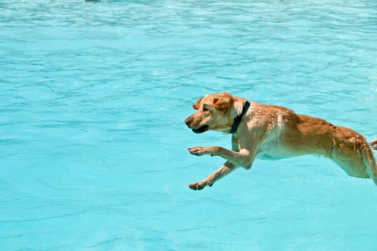 Dock Diving - Esportes para cães