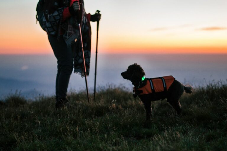 hiking com cães