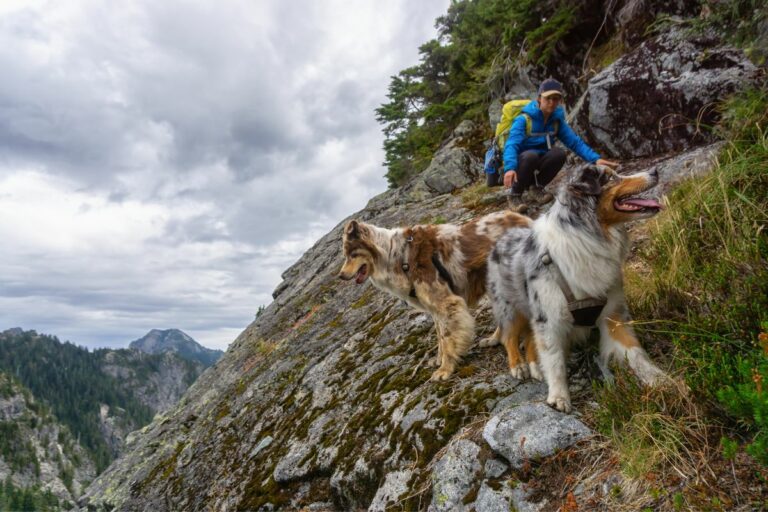 Trekking - Esportes para cães