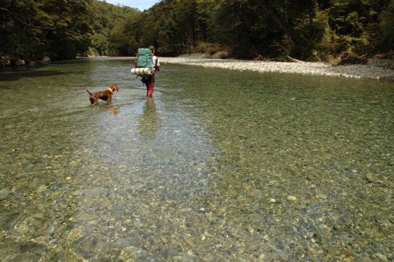 Trekking com Cães