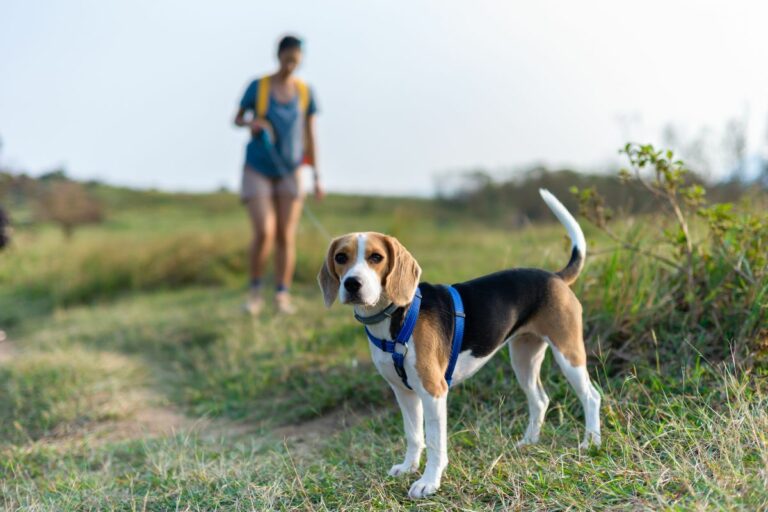 hiking com cães - natureza