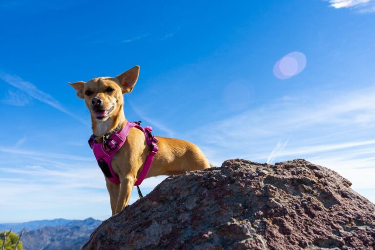 hiking com cães - Benefícios