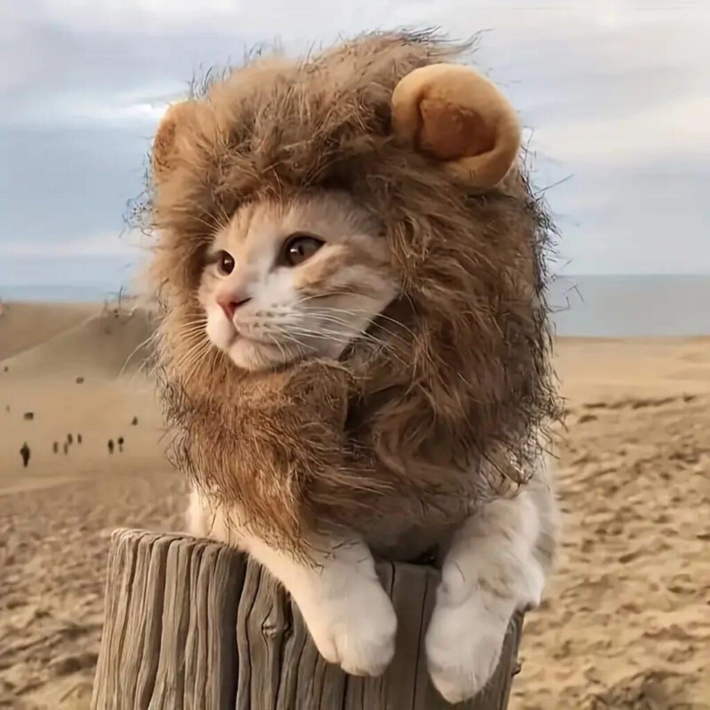 GATOS